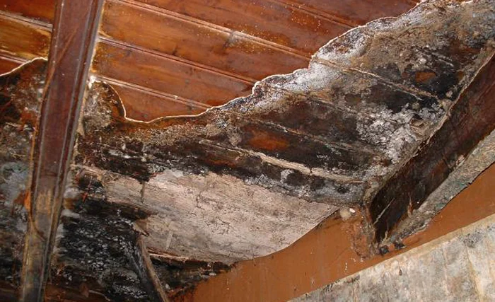 se débarrasser de la mérule à Lille