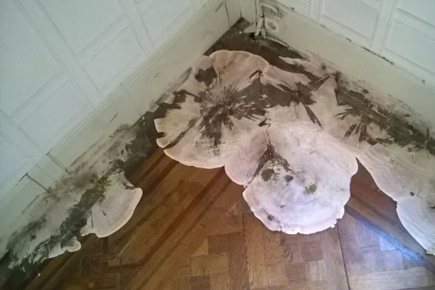 Enlever les champignons dans la maison à cause de l'humidité